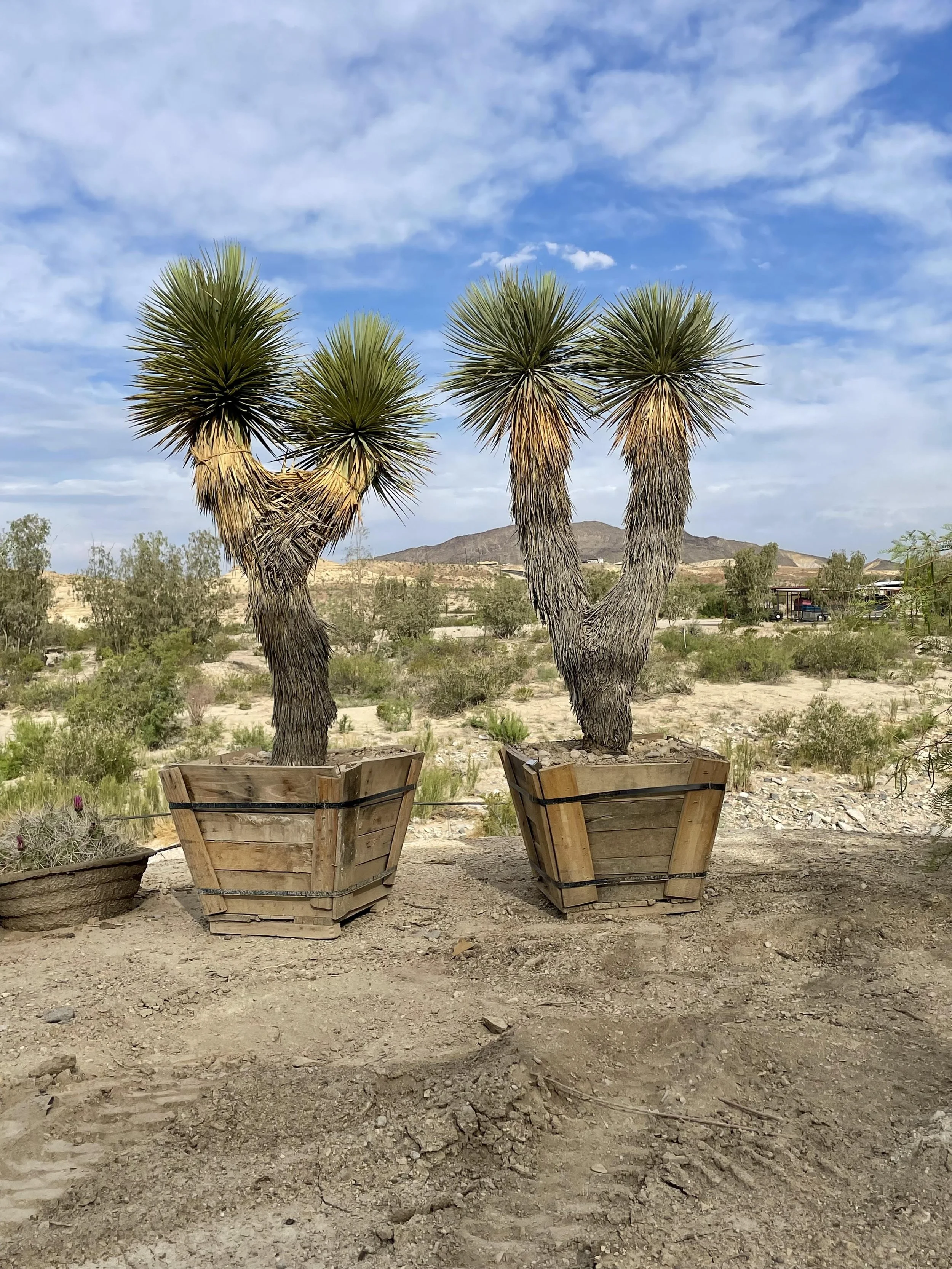 About | Explore Rugged Desert Flora—Get Inspired — West Texas Plants